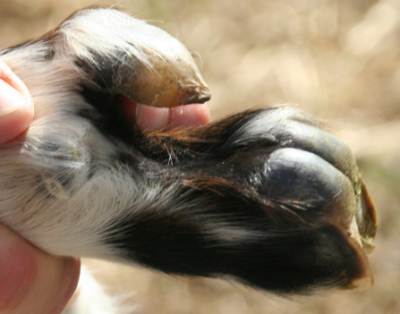 extra hoof view