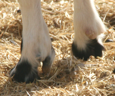 closeup