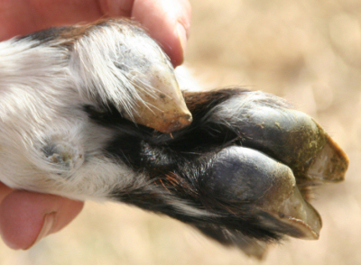 extra hoof view