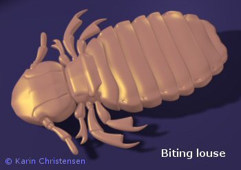 Biting louse