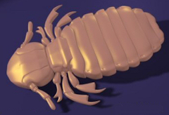 lice