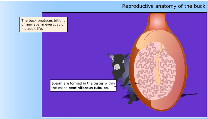 Hormones