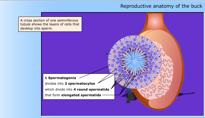Hormones