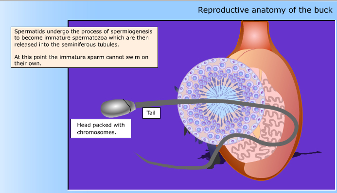 Hormones