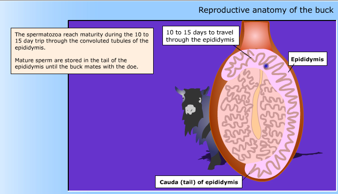 Hormones