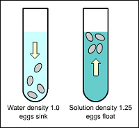 Specific Gravity