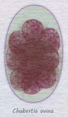 Fecal Identification of Parasites