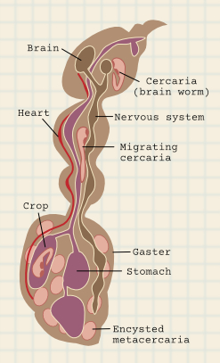 cercaria in the ant