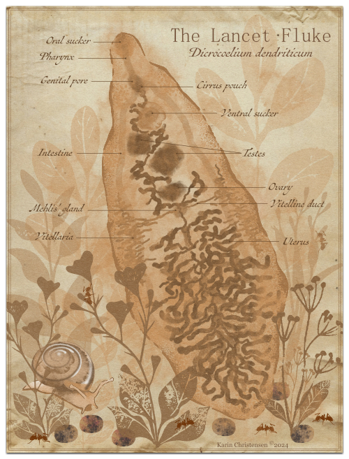 The Lancet Fluke