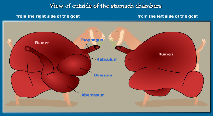 Anatomy