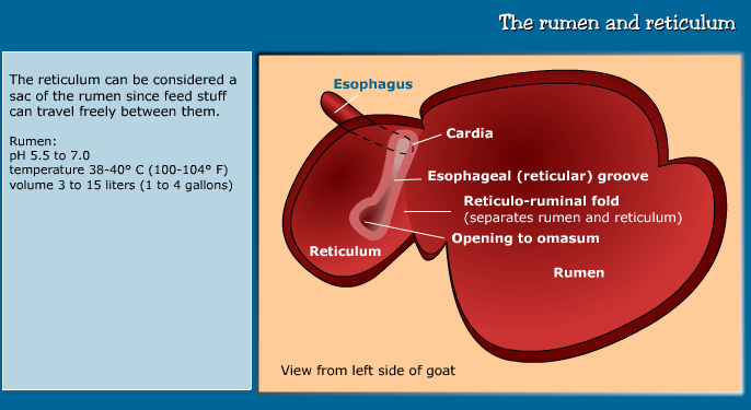 Anatomy
