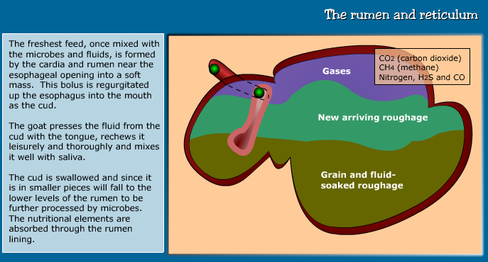 Anatomy