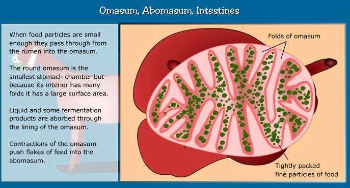 Anatomy