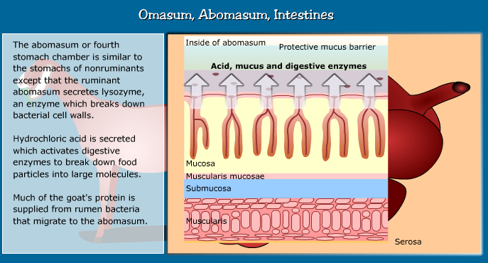 Anatomy