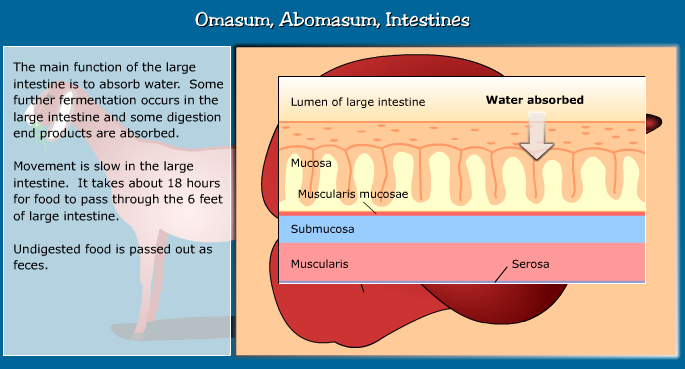Anatomy