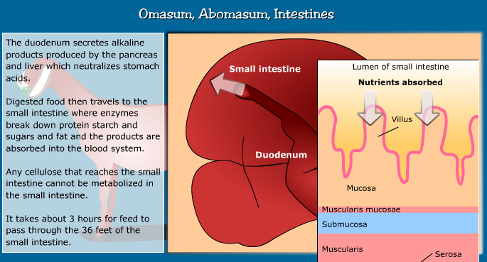 Anatomy