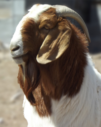 Boer Buck