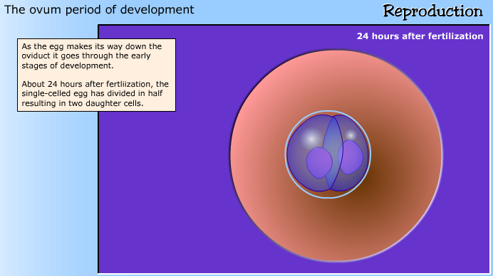 development