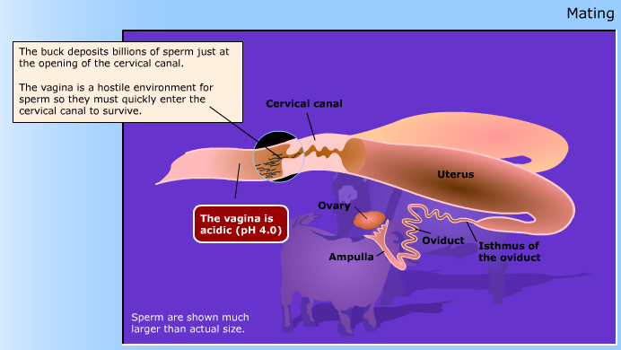 Reproduction