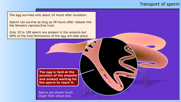 Reproduction