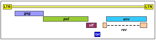 CAE virus genome