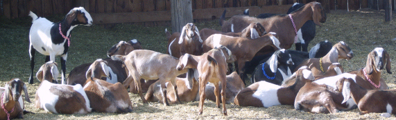 My goats