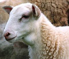 Katahdin lamb