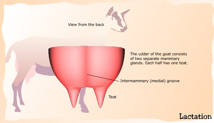Anatomy