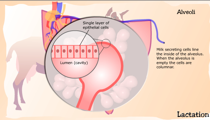 Anatomy