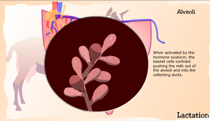 Anatomy