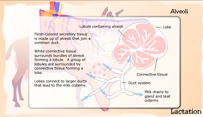 Anatomy