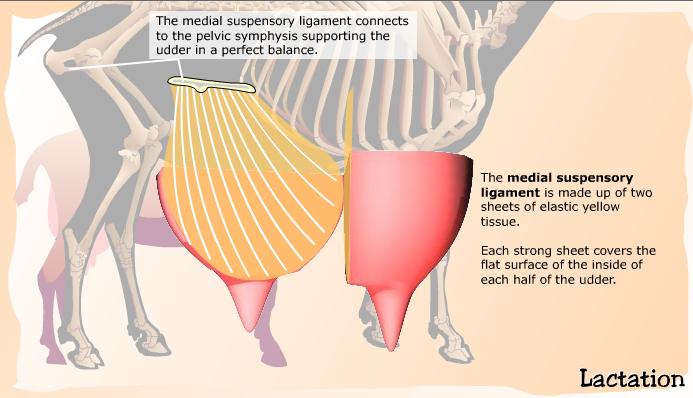 Anatomy