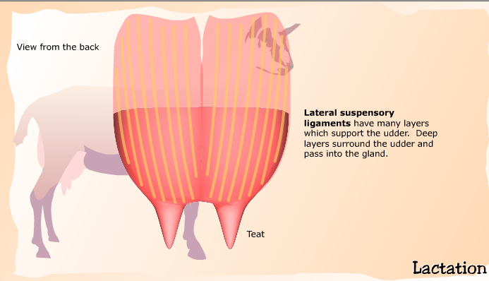 Anatomy