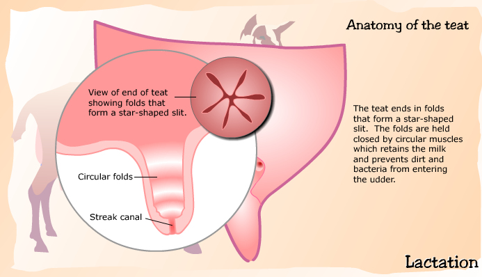 Anatomy