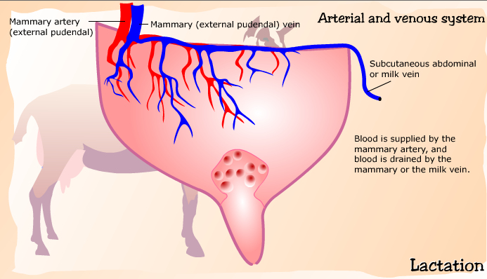 Anatomy
