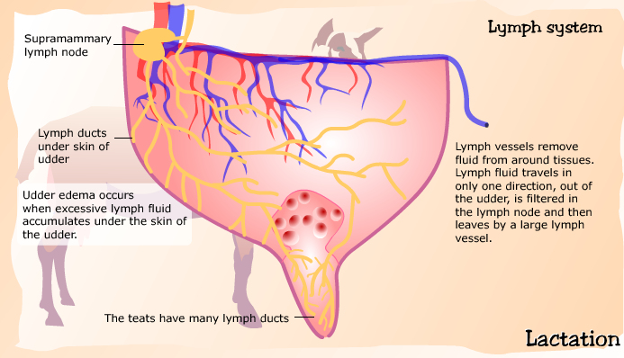 Anatomy