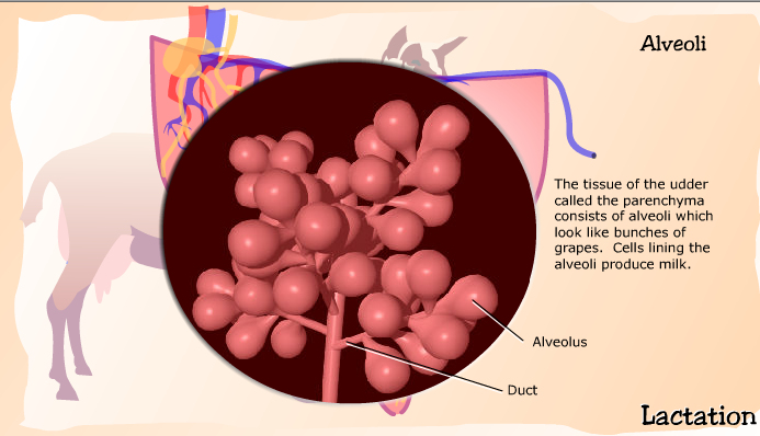 Anatomy