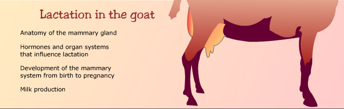 lactation