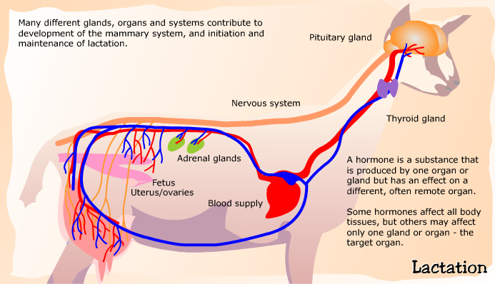 Hormones
