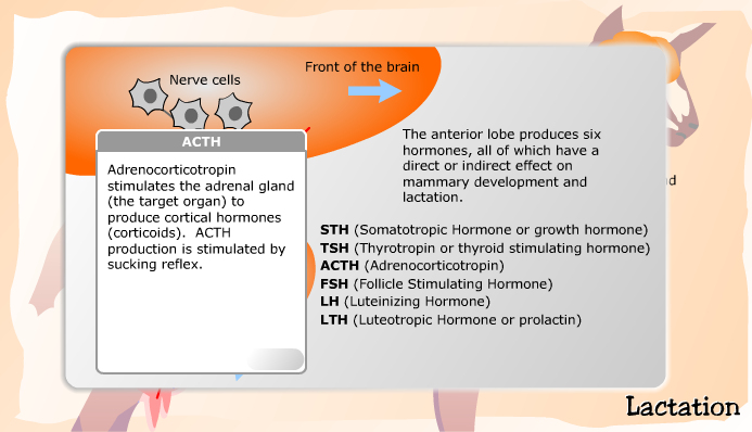 Hormones