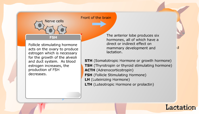 Hormones