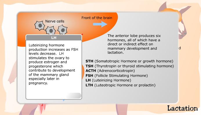 Hormones