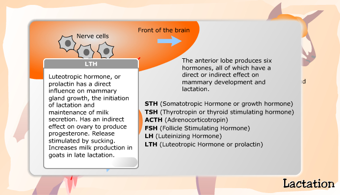 Hormones