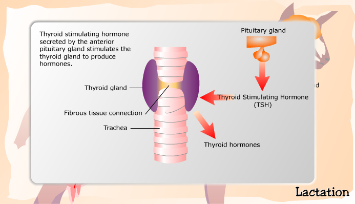 Hormones