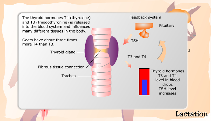 Hormones