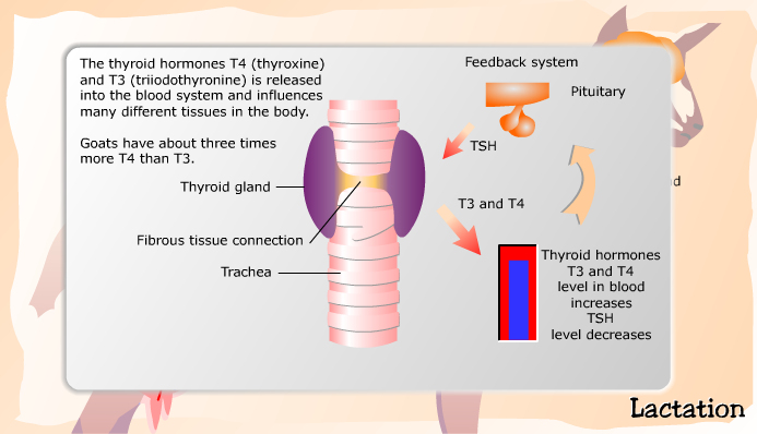Hormones
