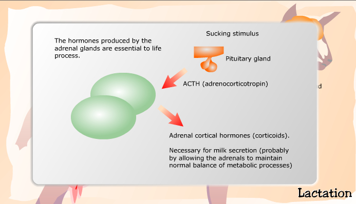 Hormones