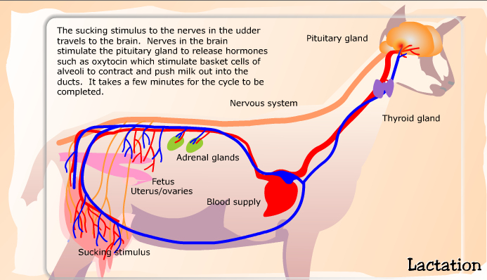 Hormones