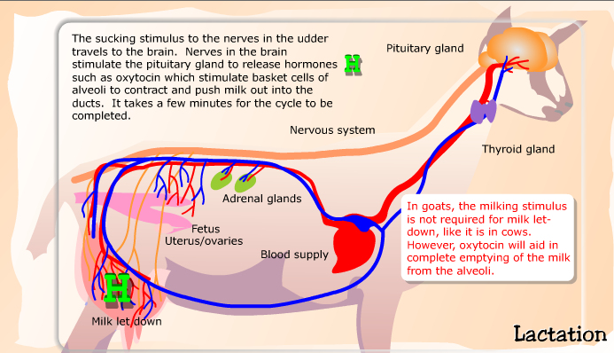 Hormones