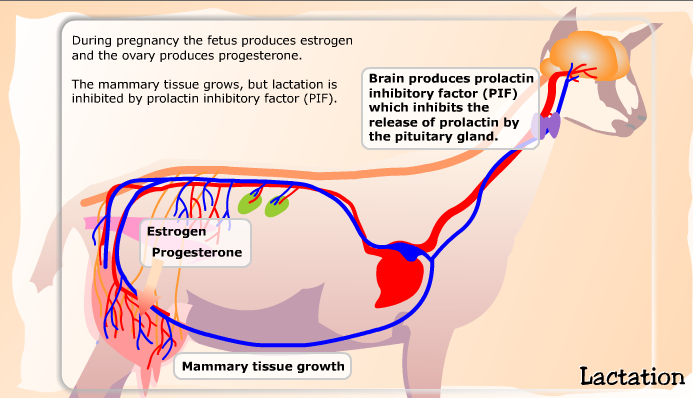Hormones